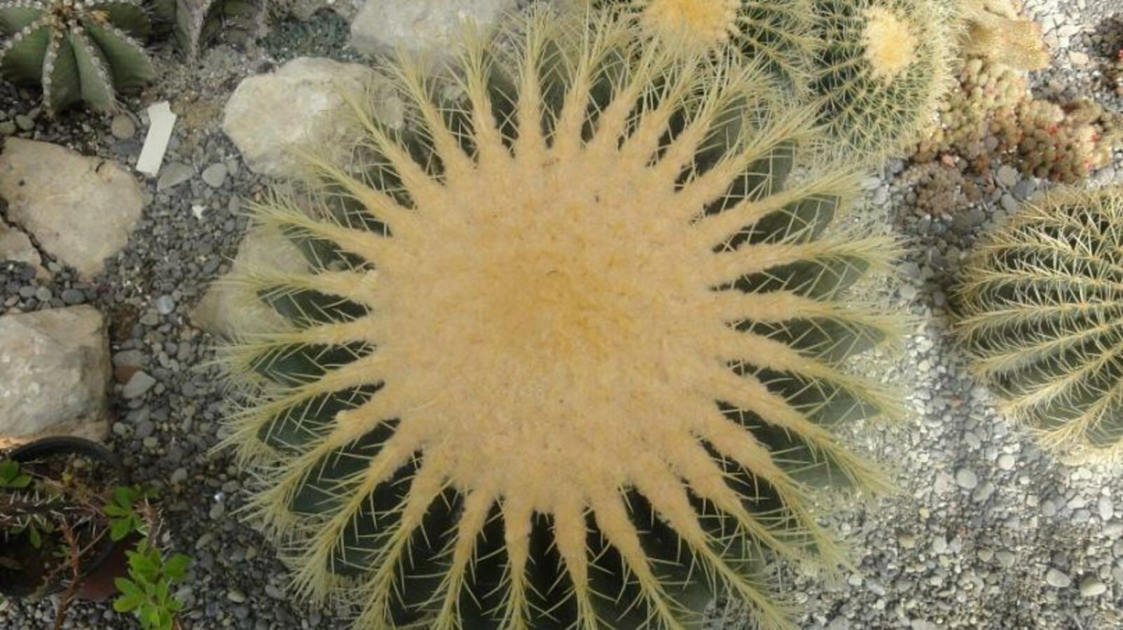 гр Лимонарий в vk.com