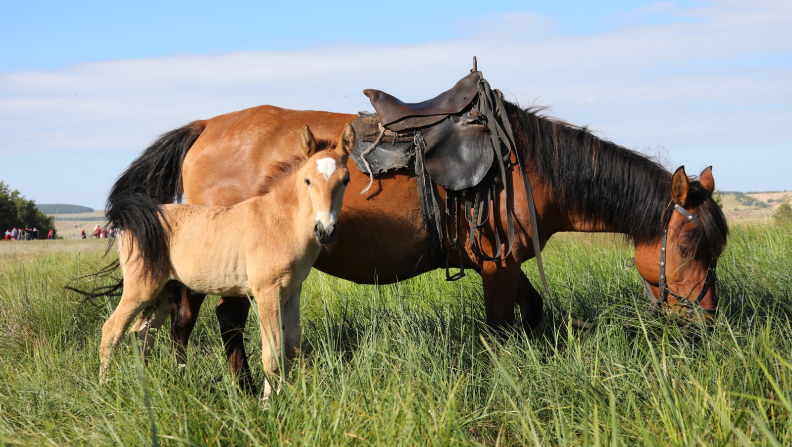 Валерий Шахов