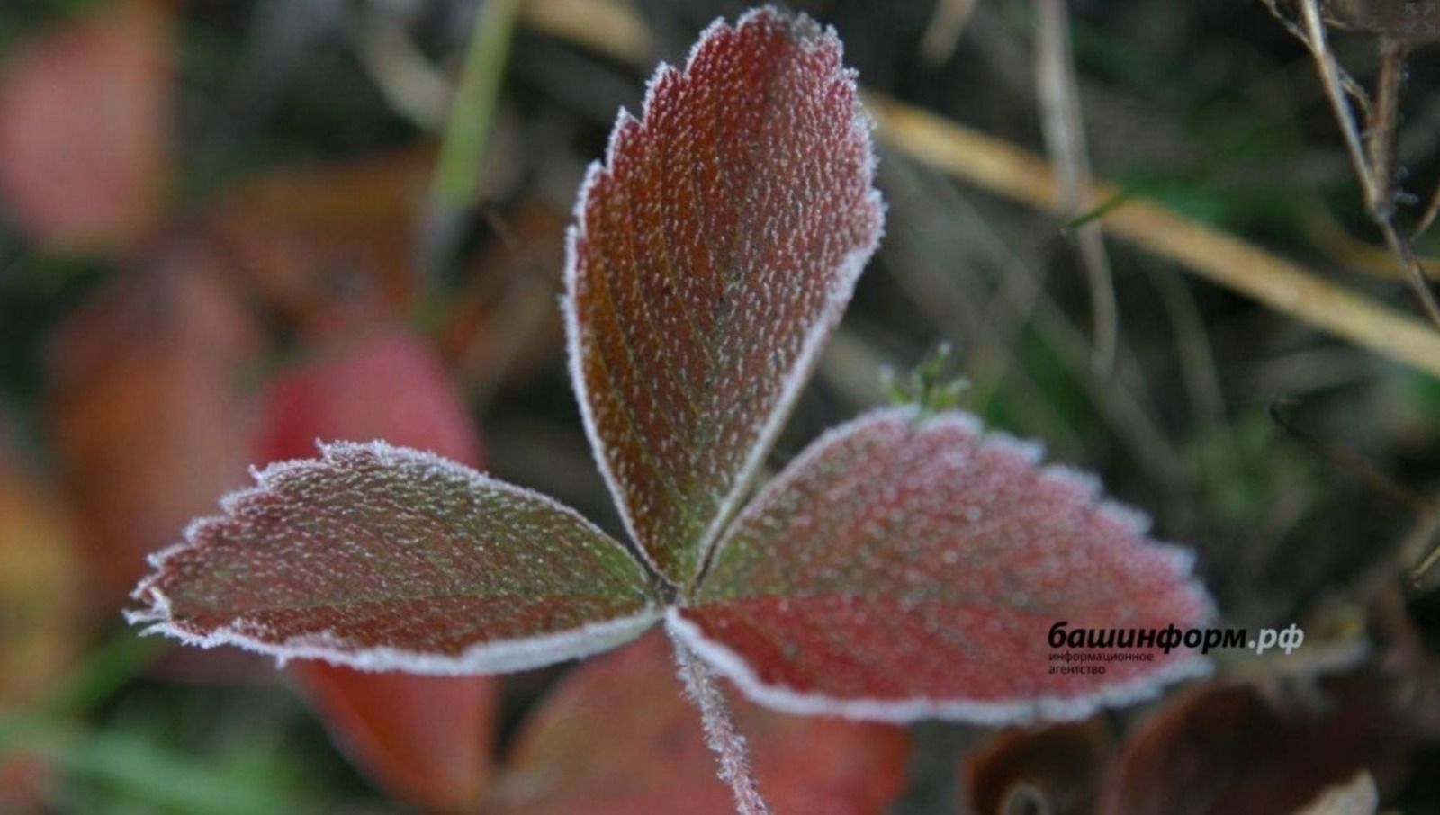 ИА «Башинформ»  архив