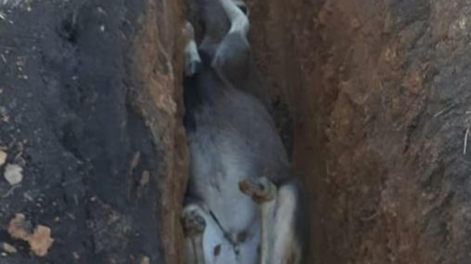 «Дуванский вестник»