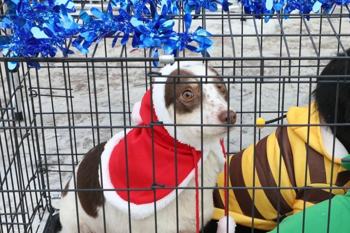 пресс-служба администрация Уфы