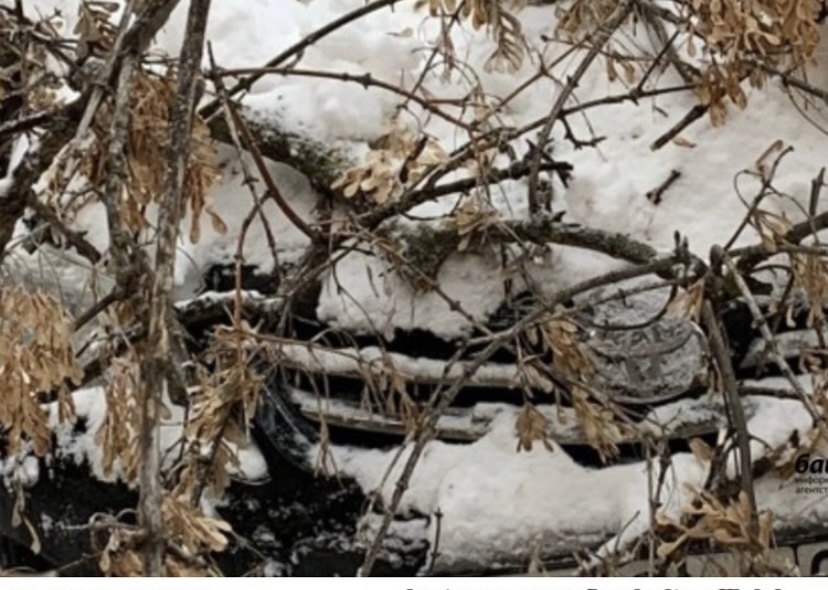 В Башкирии упавшее дерево смяло автомобиль