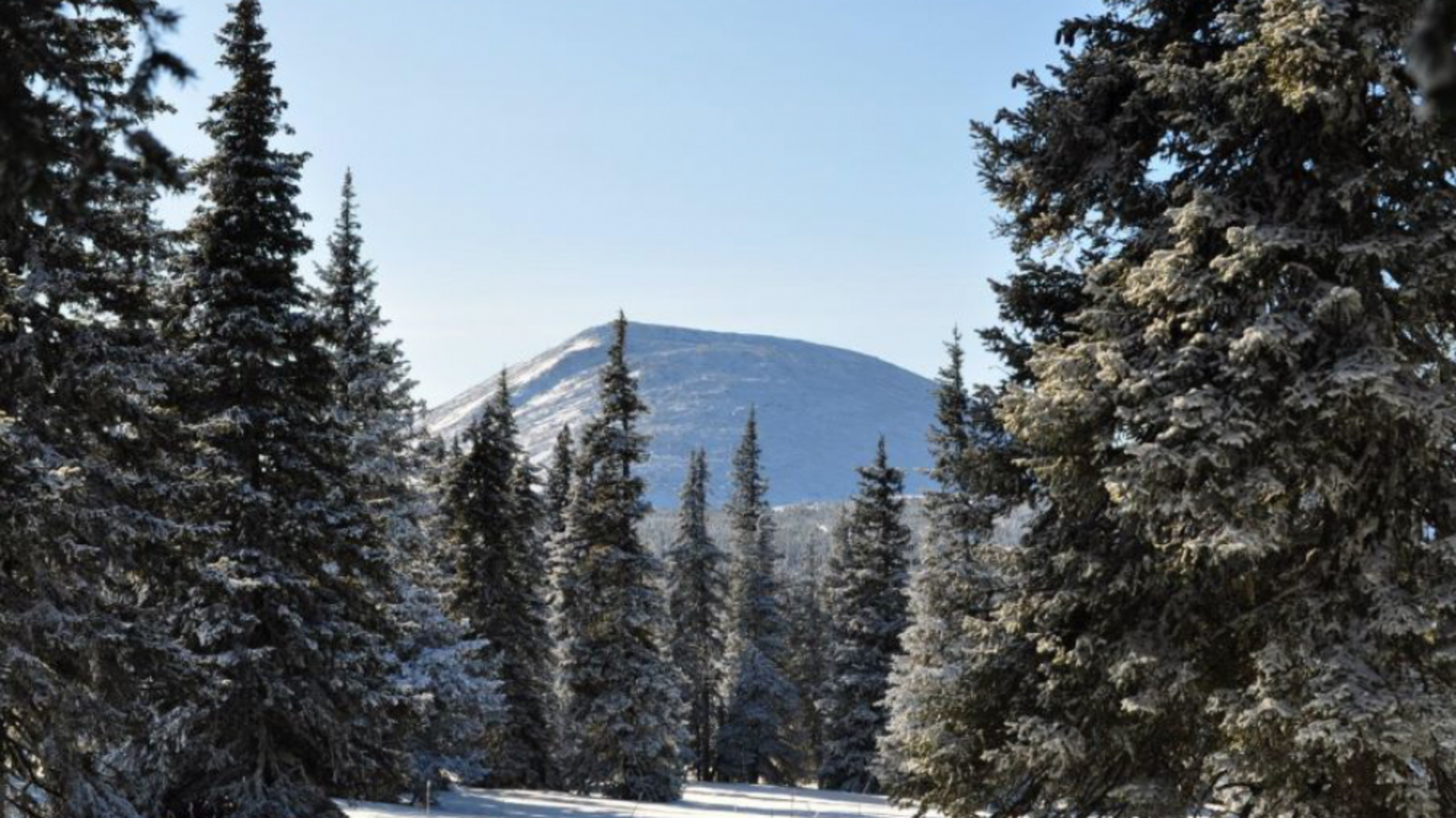 Минлесхоз РБ