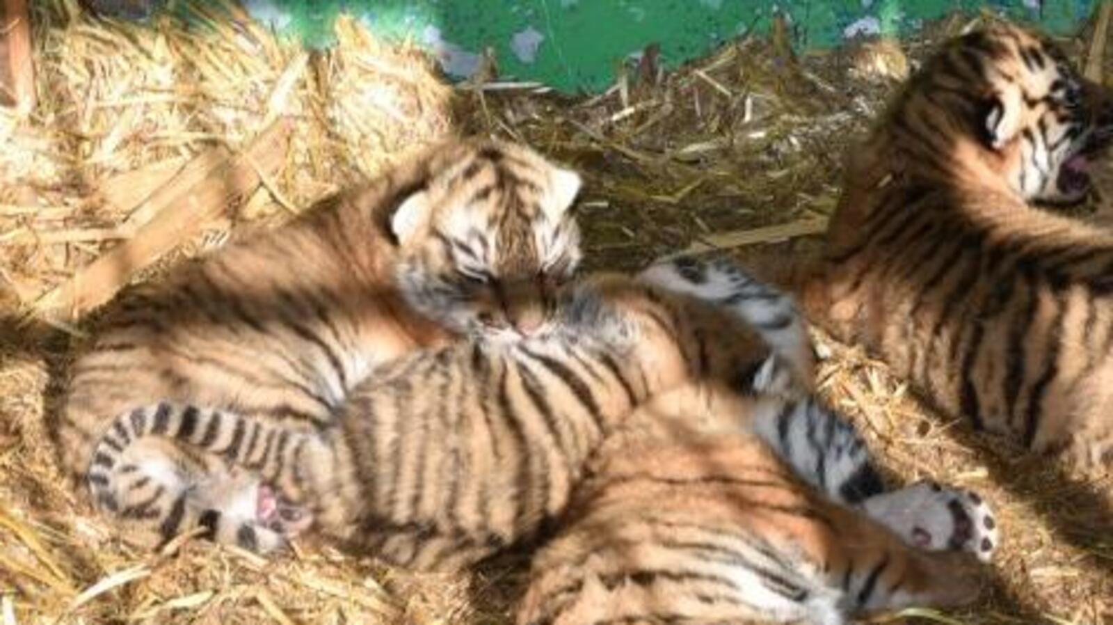 «Туймазинский вестник»