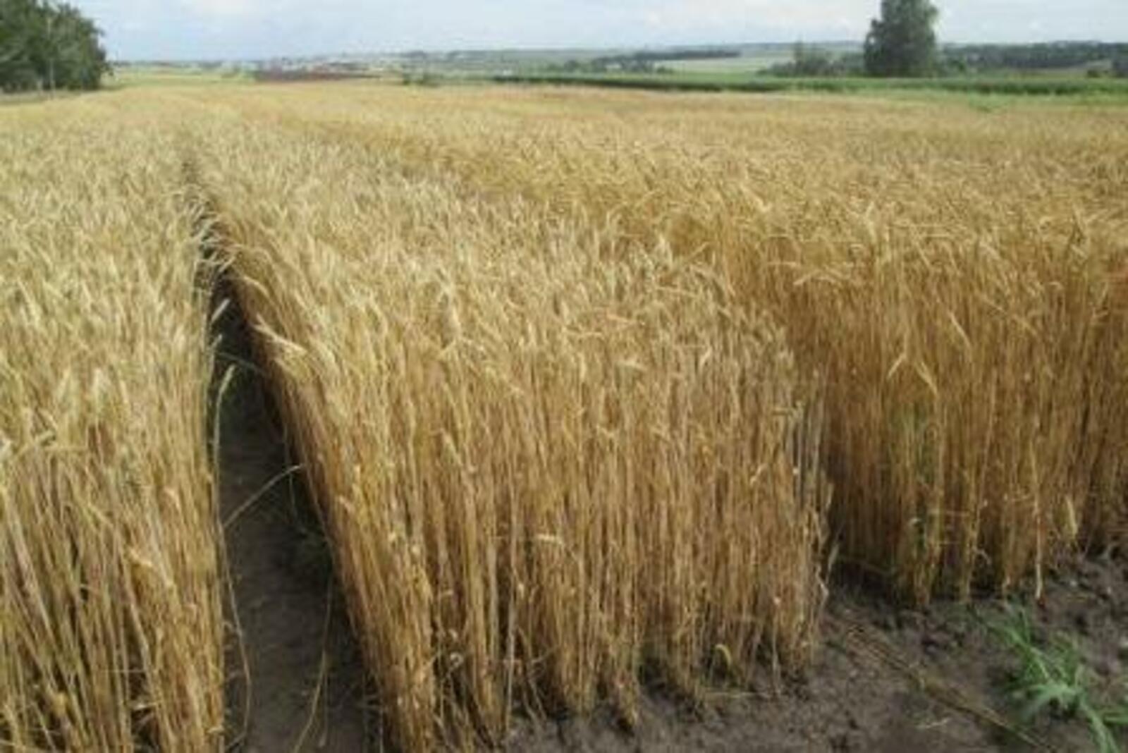 agrosektor.kz