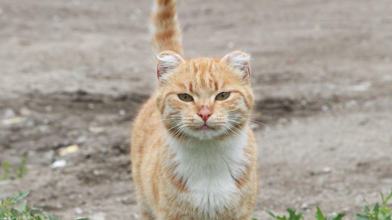 Андрей Старостин