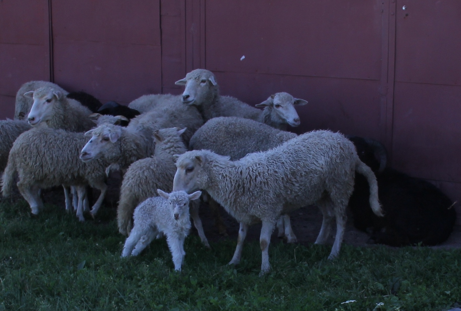 В Чишминском районе развивается овцеводство
