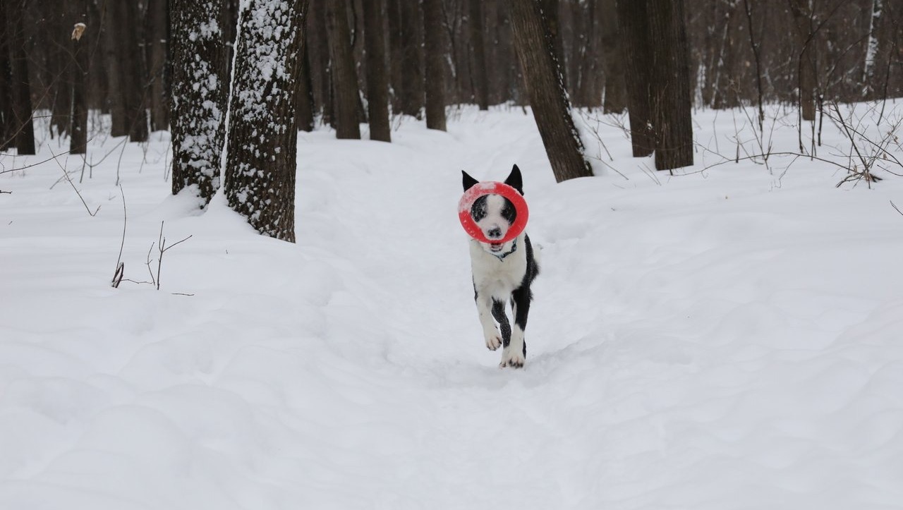 Валерий Шахов