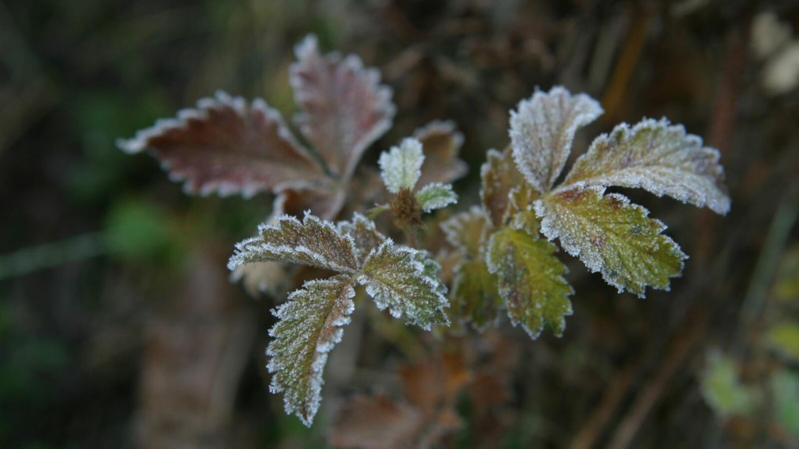 Андрей Старостин