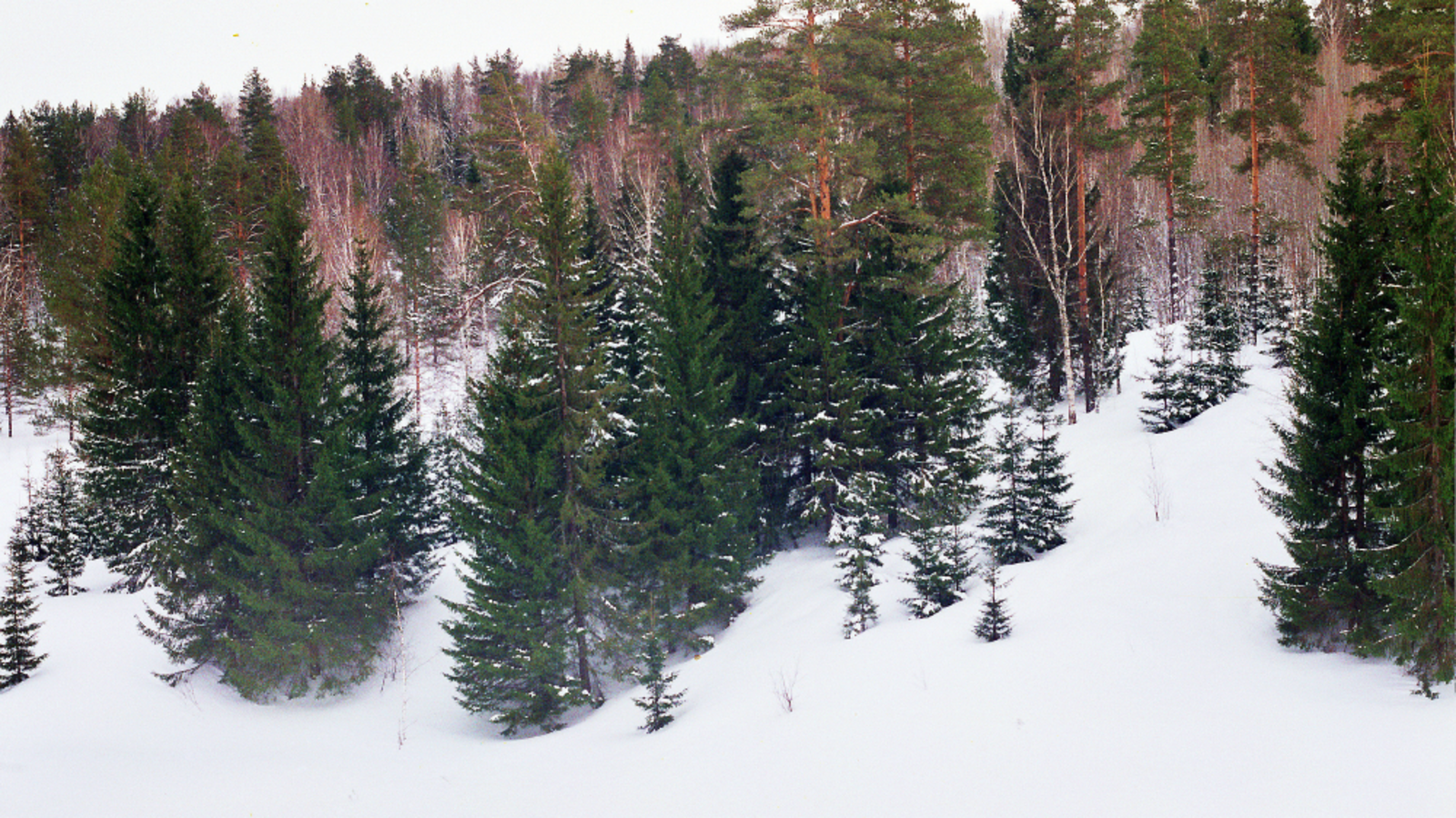 Минлесхоз РБ