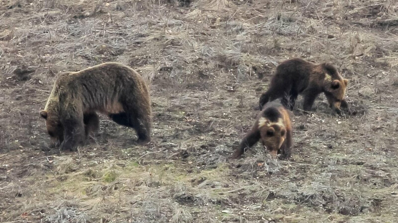 Нацпарк "Башкирия"