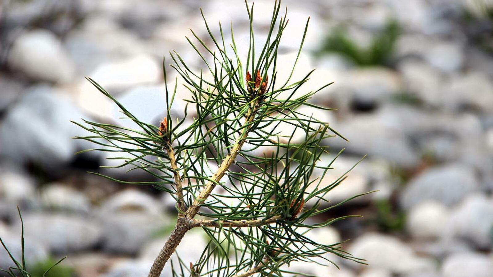 ИА «Башинформ»