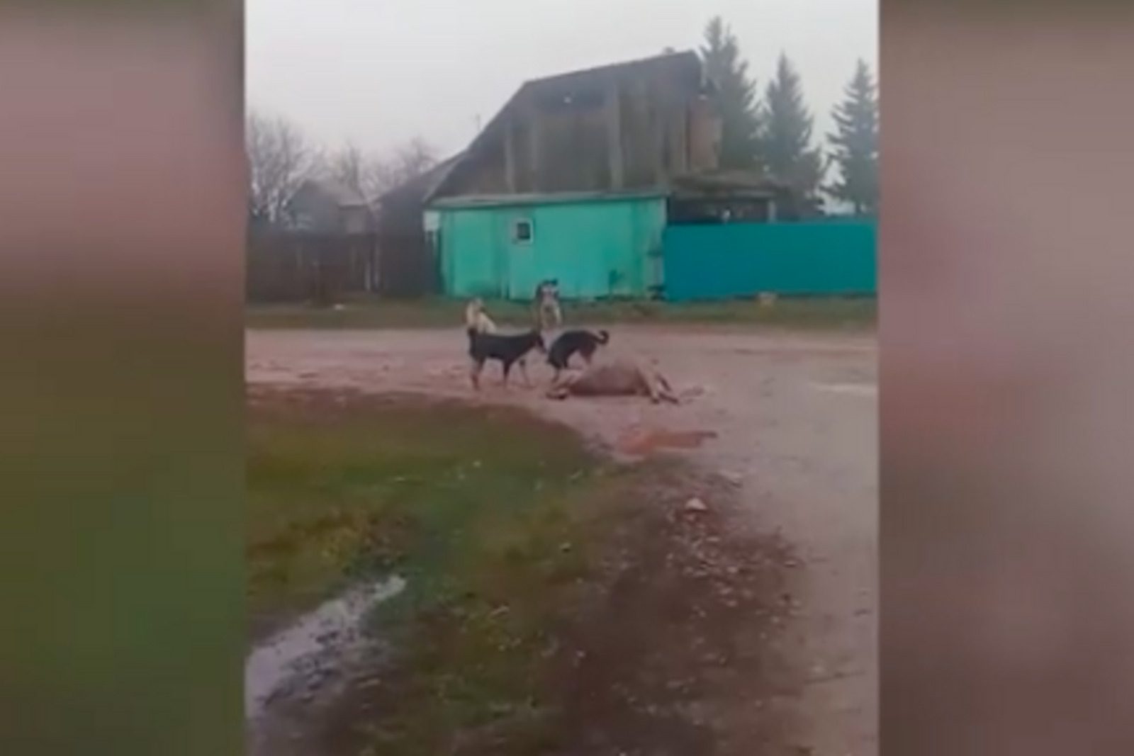 стоп-кадр видео ГТРК Башкортостан