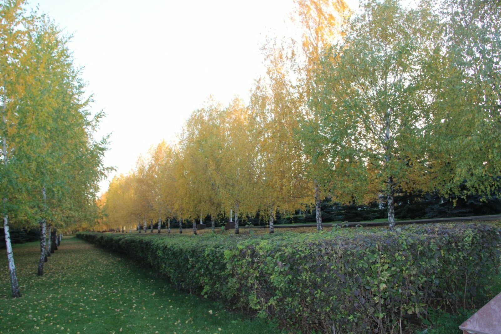 автор