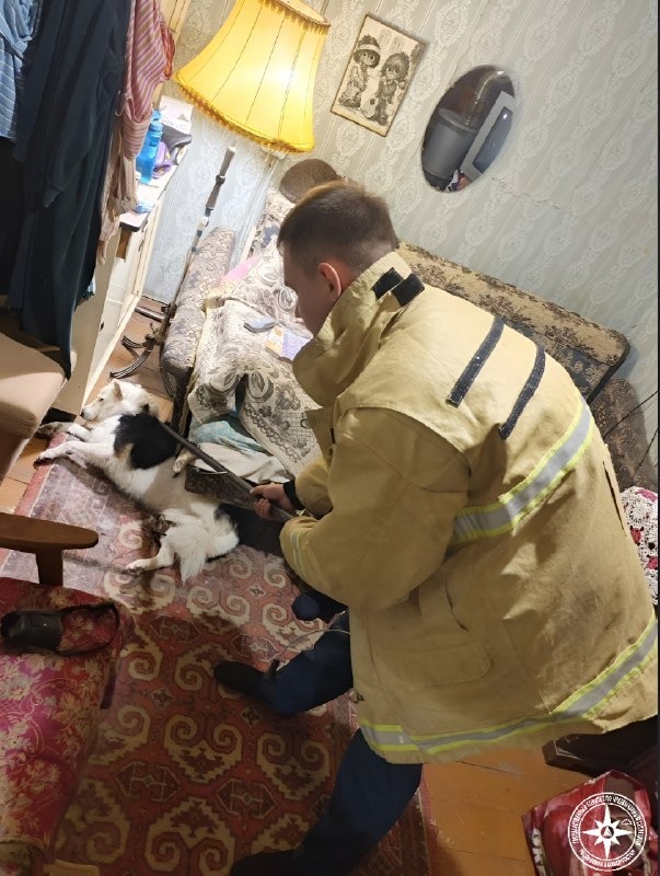 Спасатели освободили собаку из капкана под Уфой