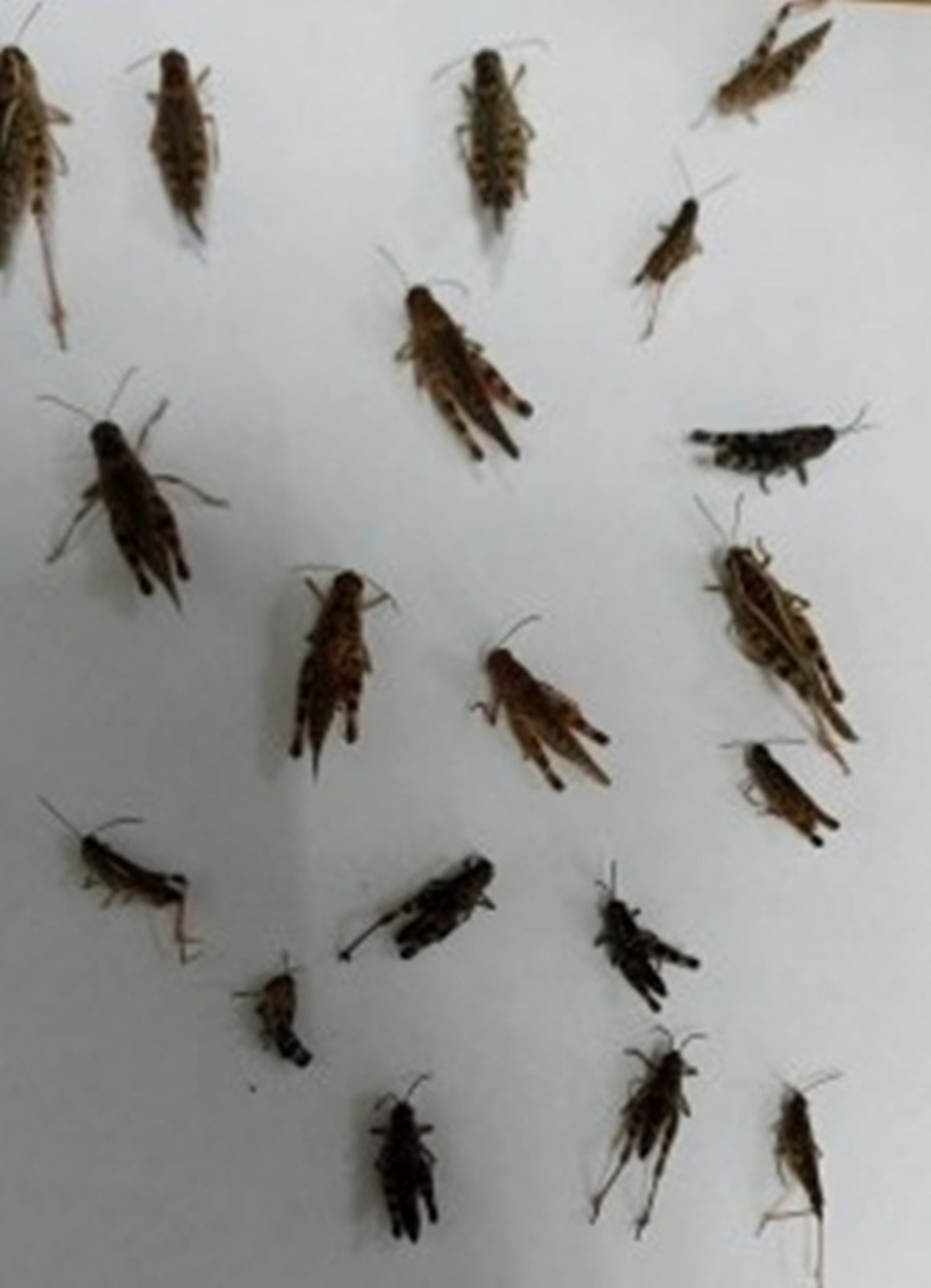 филиал ФГБУ «Россельхозцентр» по РБ Vk