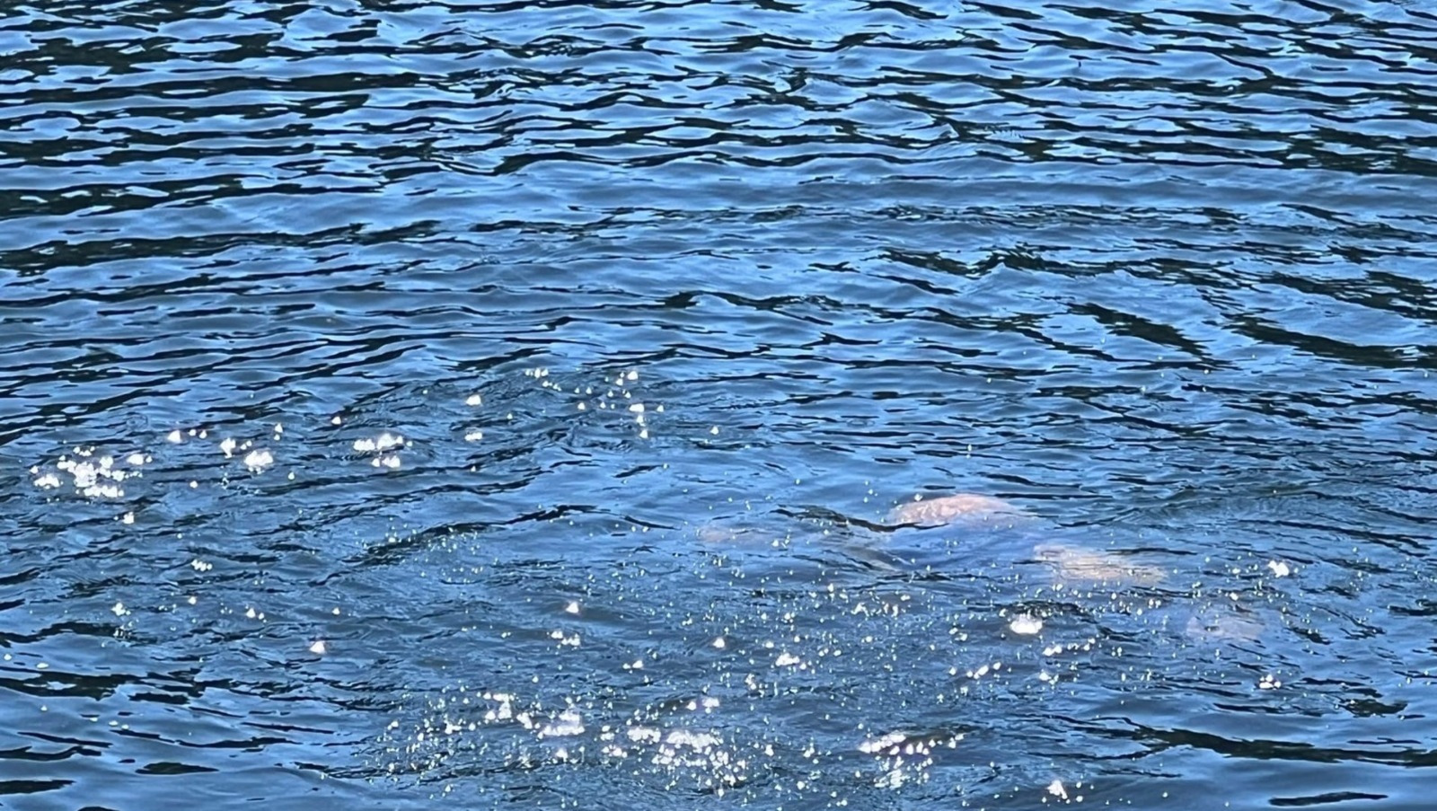 Ксения Калинина