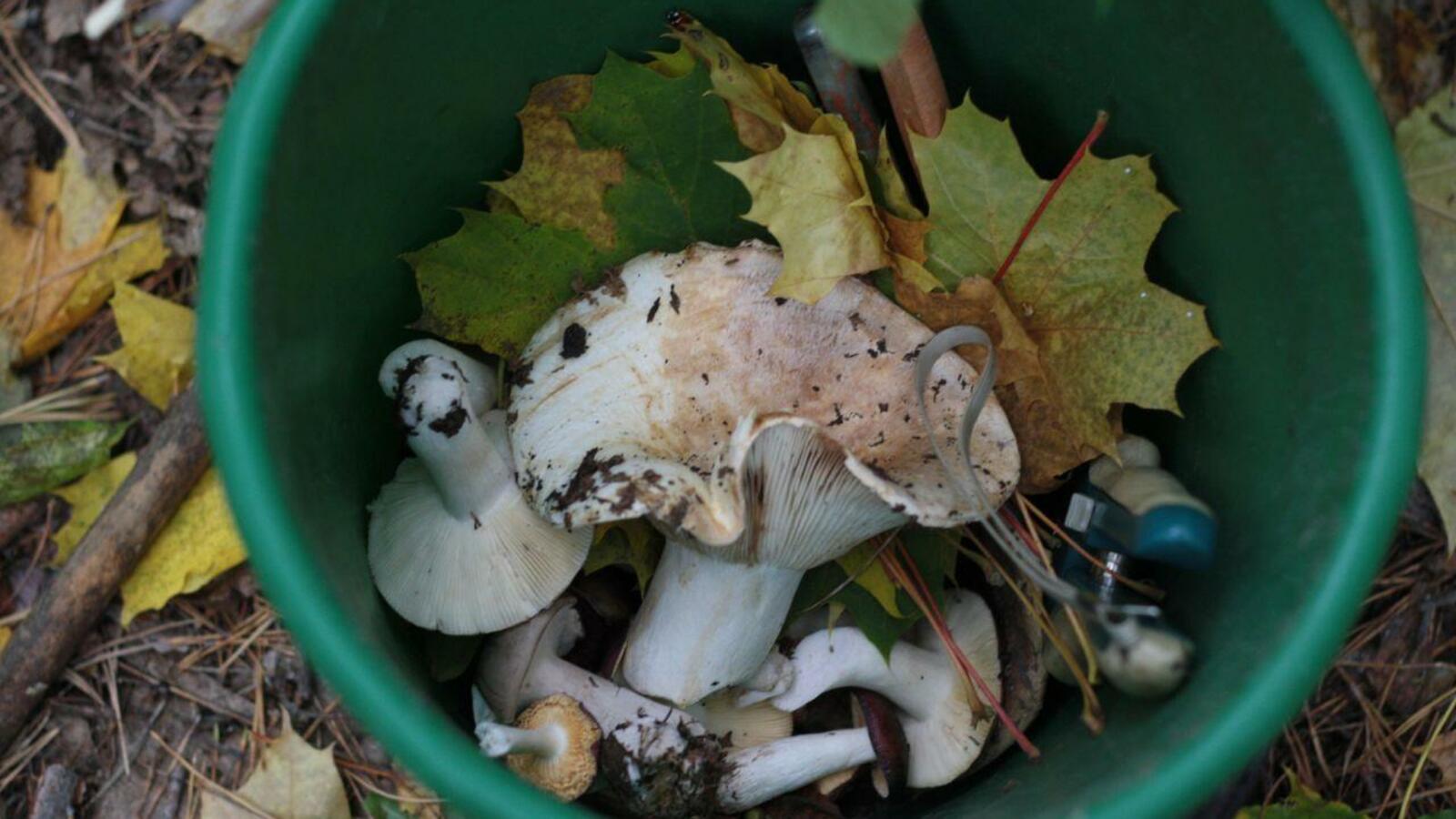 ИА «Башинформ»