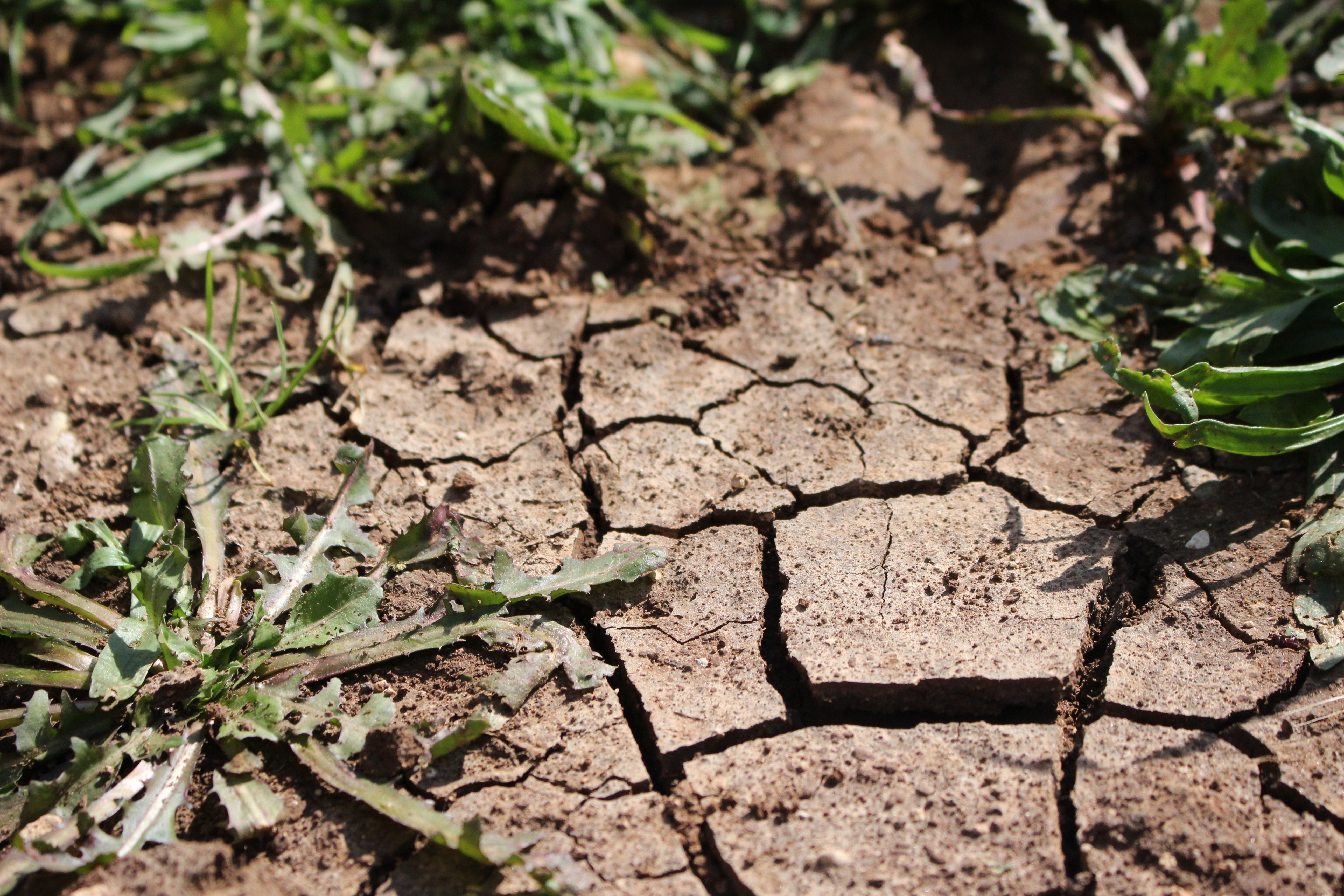 Семья с потеряла по причине засушливого лета. Почвенная засуха. Растения в почве. Неплодородная почва. Земля для растений.