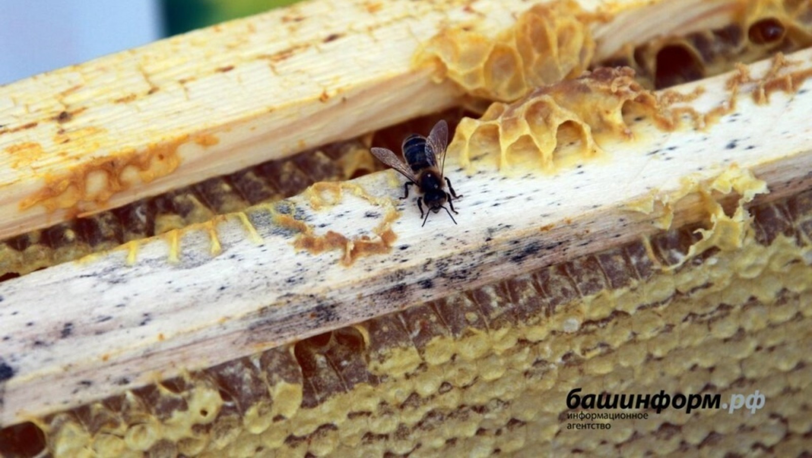 Министр сельского хозяйства Башкирии рассказал, как отличить настоящий башкирский мёд