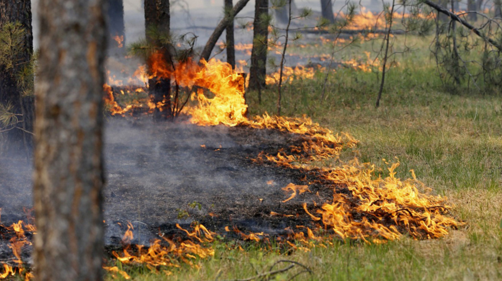 пресс-служба Минлесхоза Башкирии