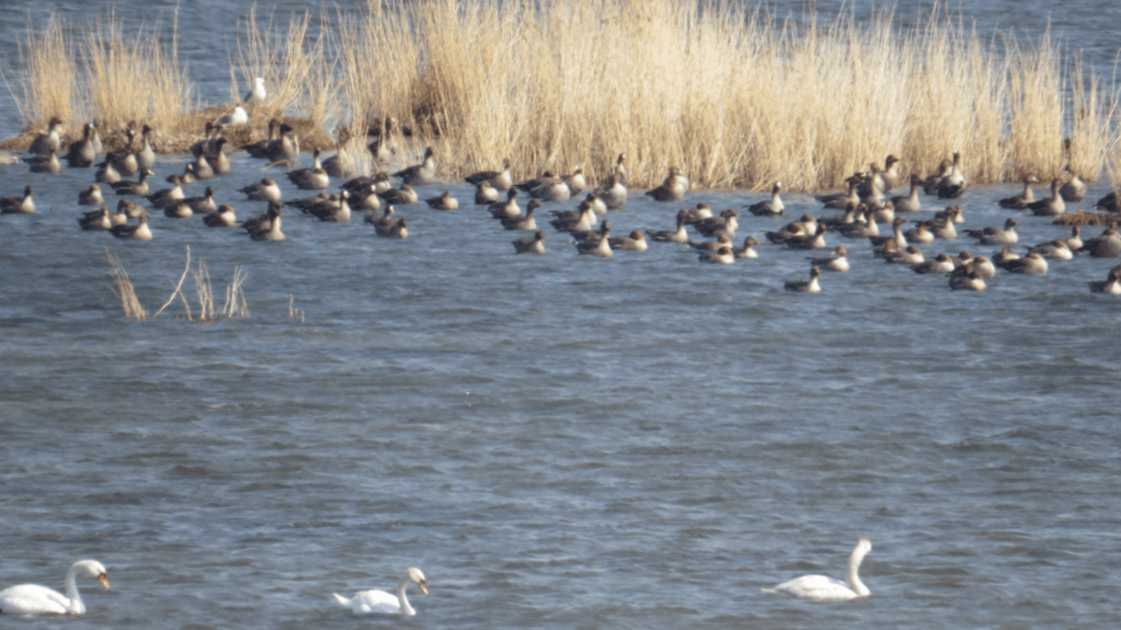 Гузель Гильманова и Эльза Габбасова