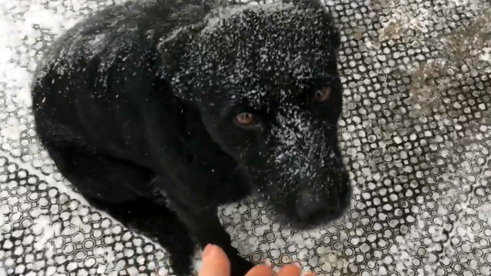 скриншот видео Адель Шигаповой