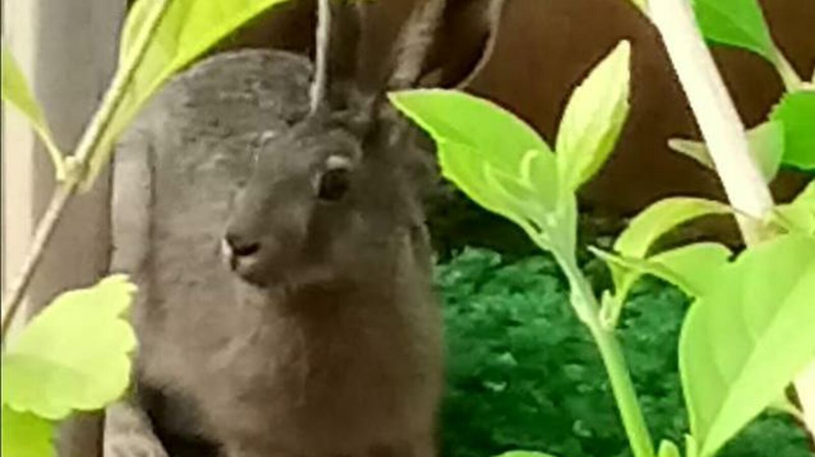 Уфимский лимонарий