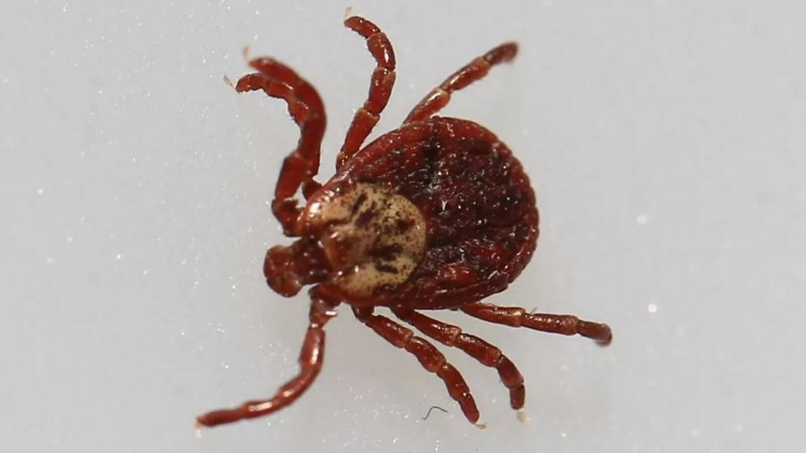 ИА «Башинформ»