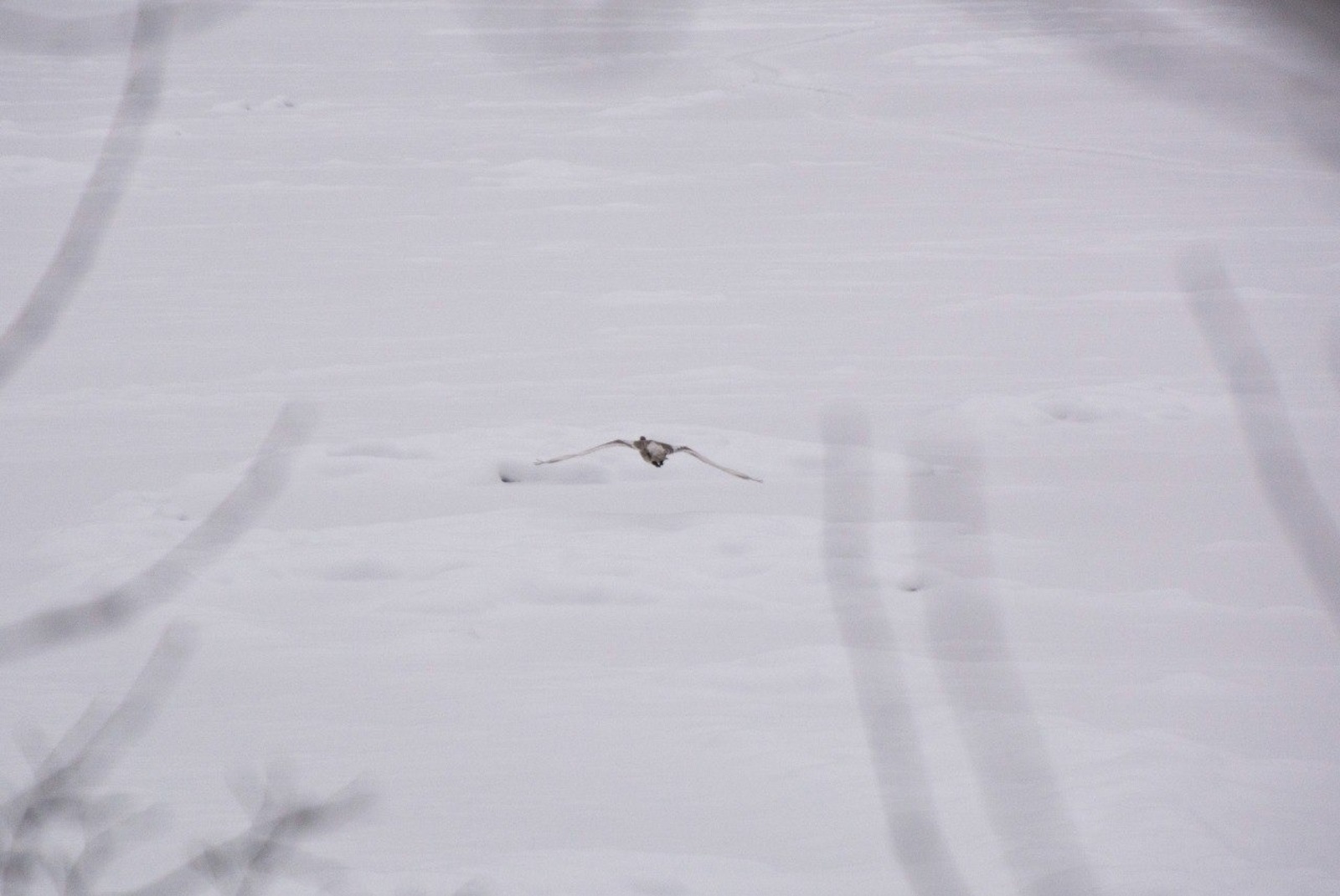Государственный заповедник «Шульган-Таш» телеграм