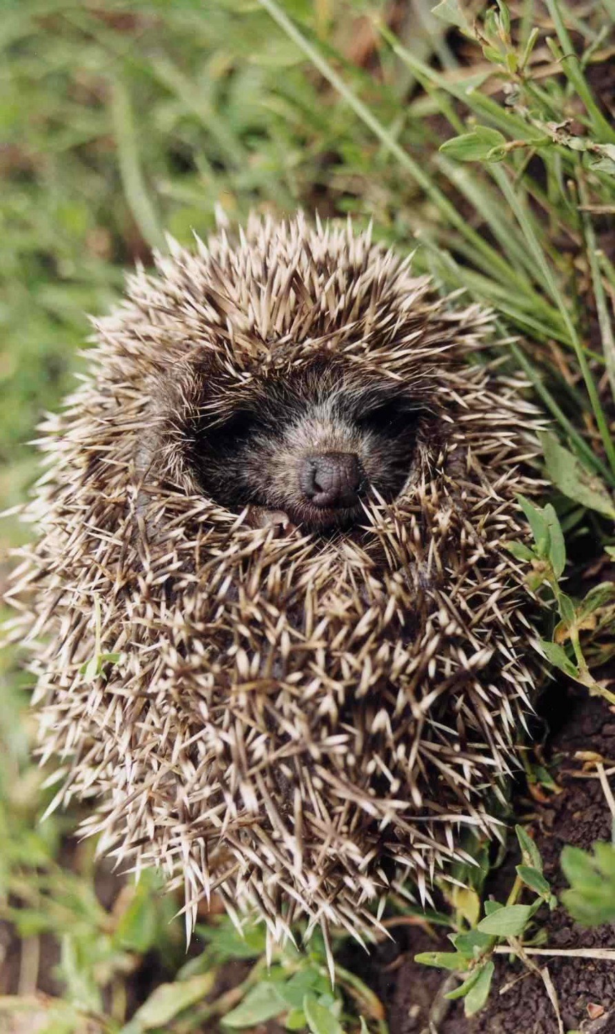 Олег Яровиков  ИА «Башинформ»