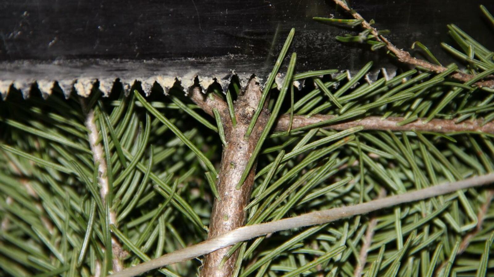 ИА «Башинформ»