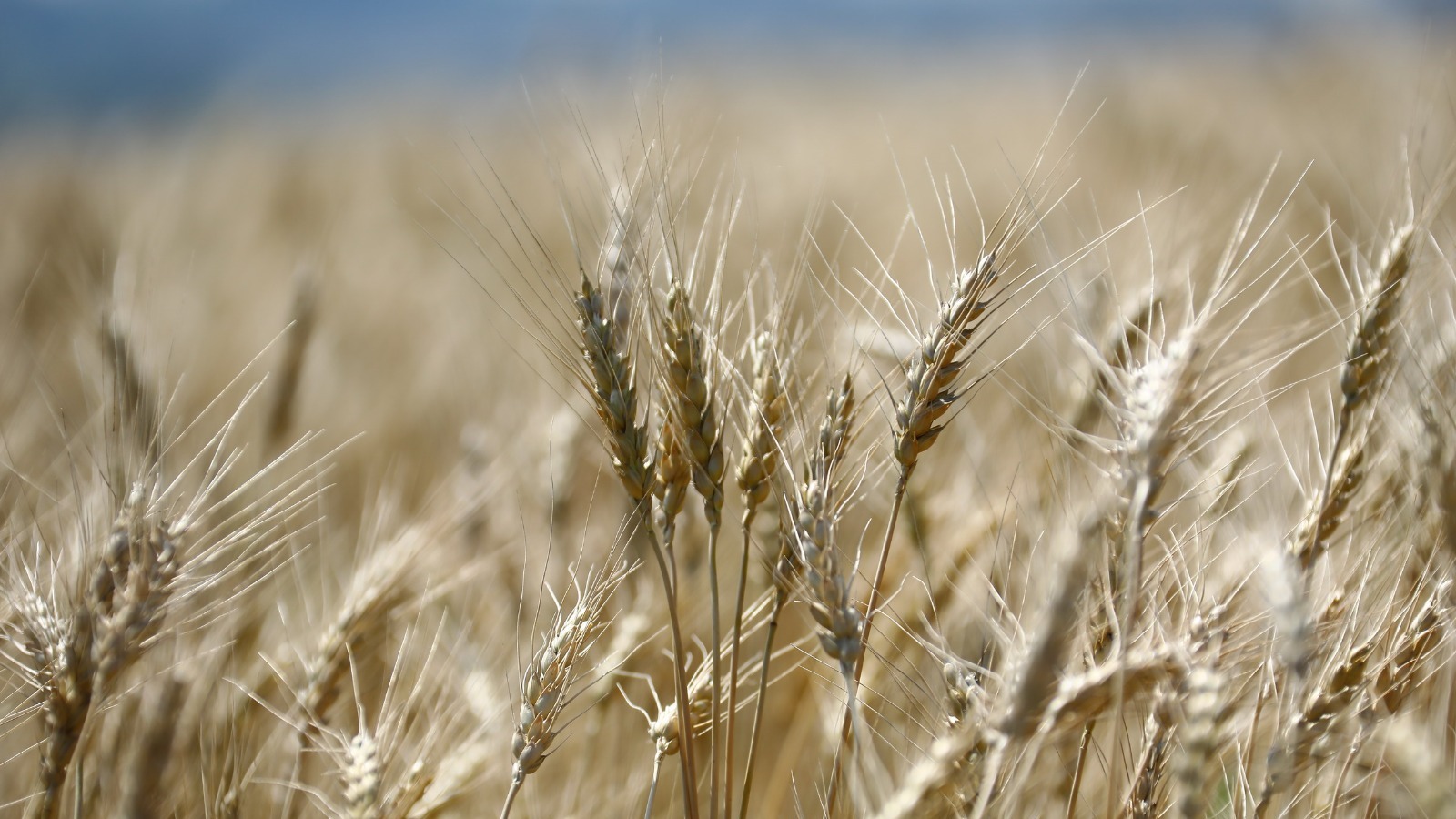 Валерий Шахов