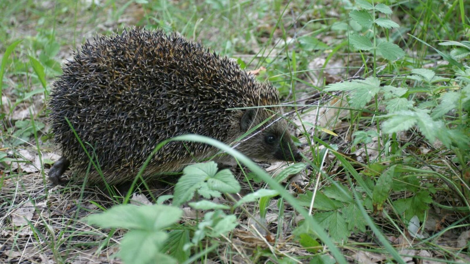 Олег Яровиков