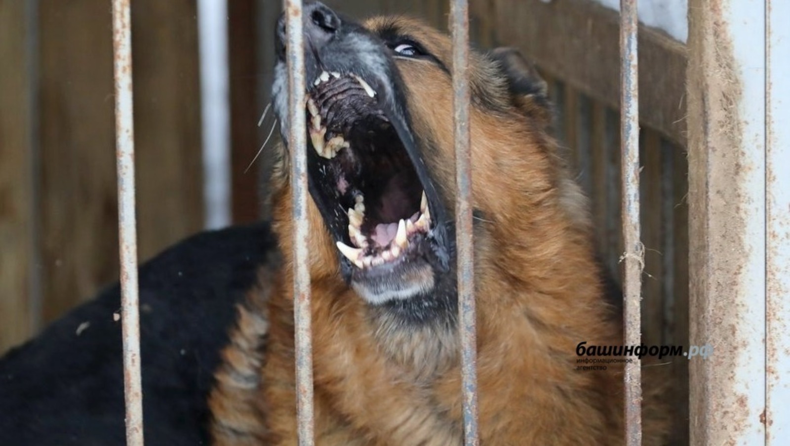 «Башинформ» / архив