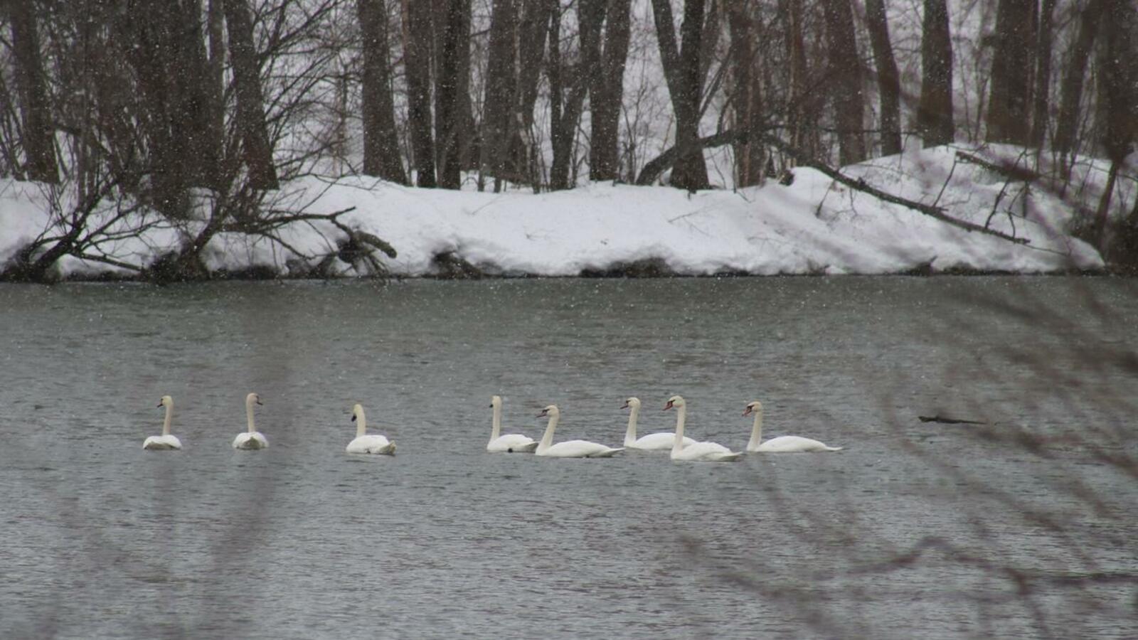 НП «Башкирия»