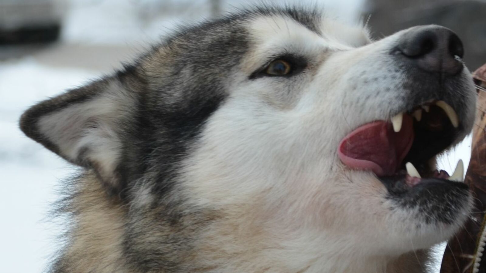 Ксения Калинина