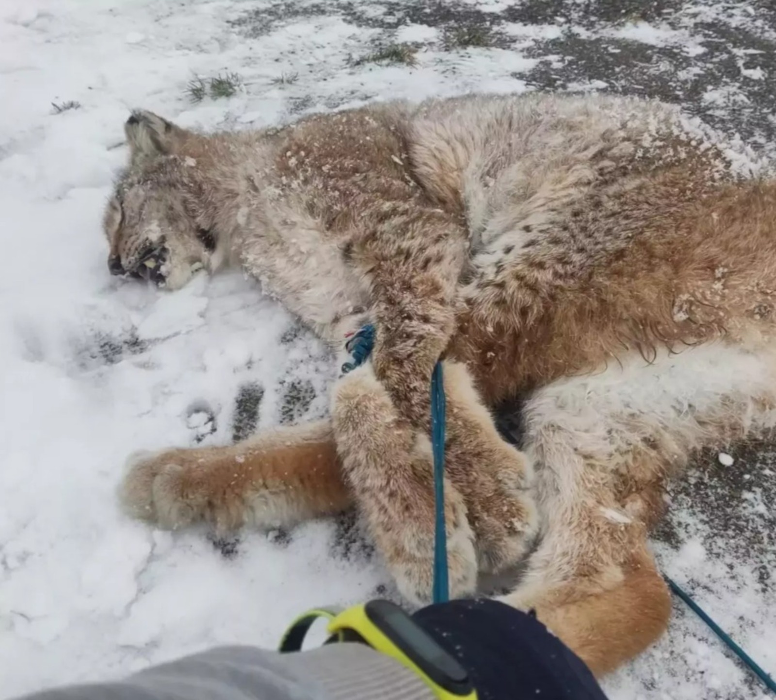 Дмитрий Стрельников центр реабилитации диких животных «Пин и Пуф»