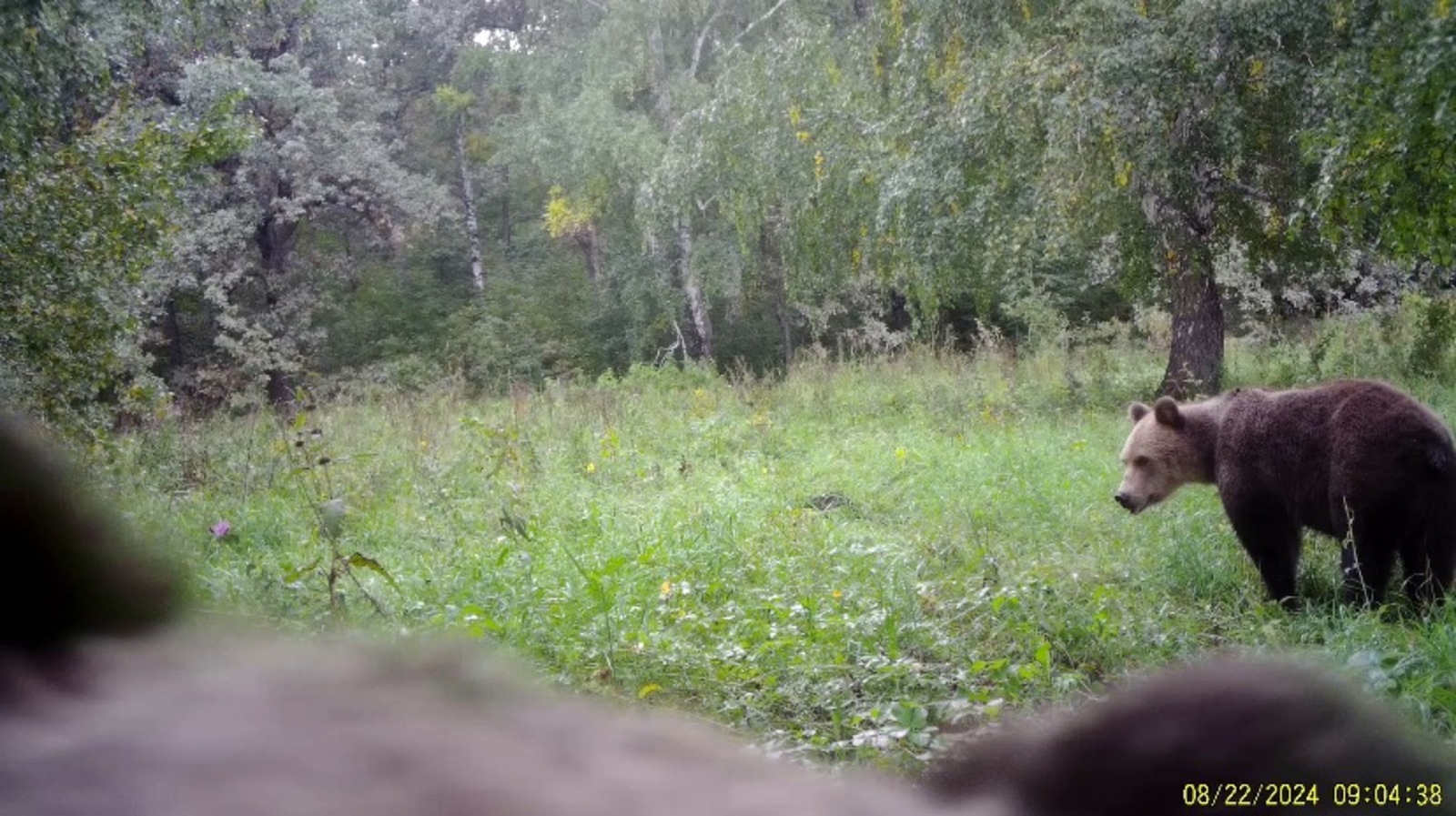 скриншот видео