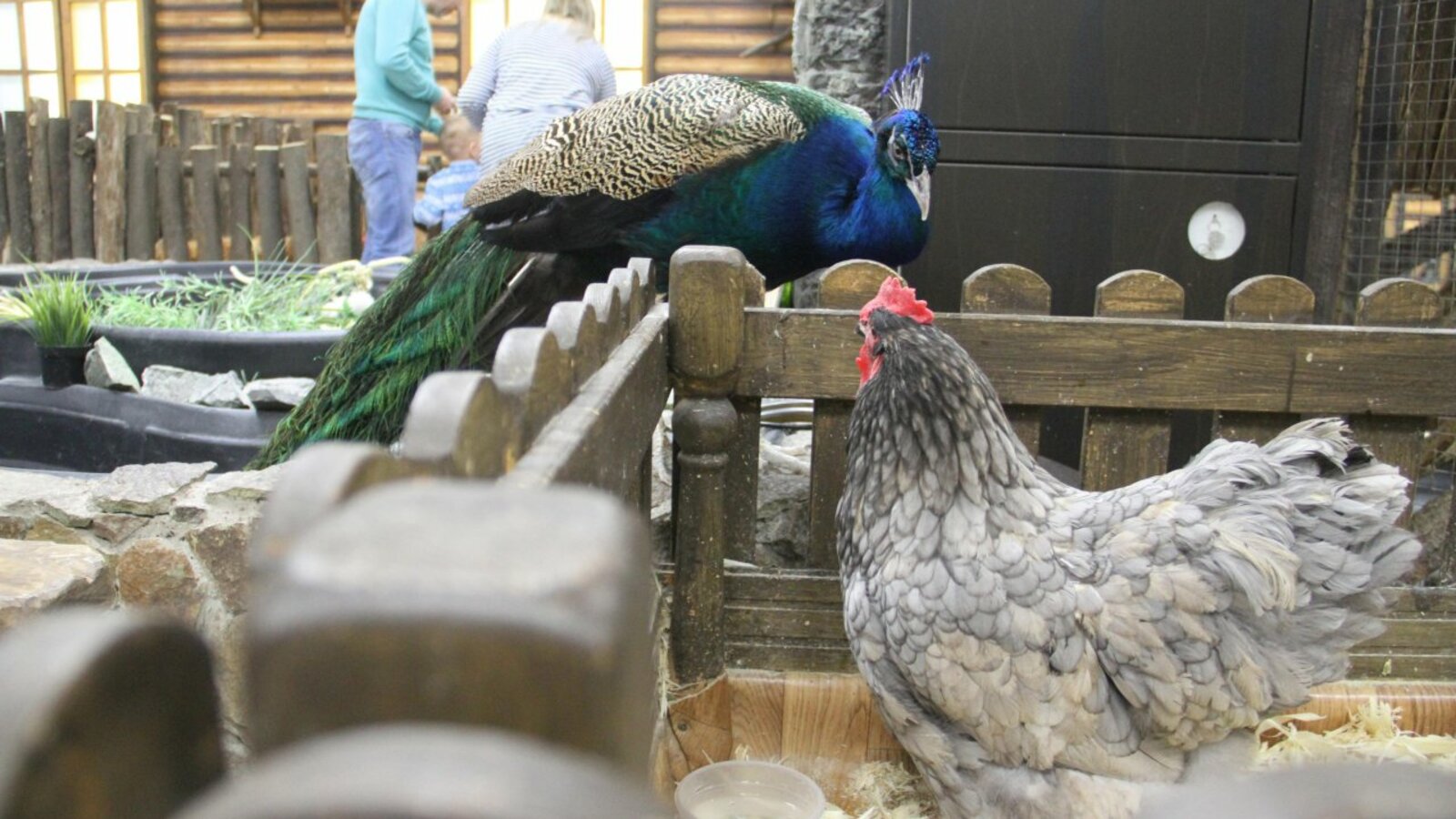 контактный зоопарк