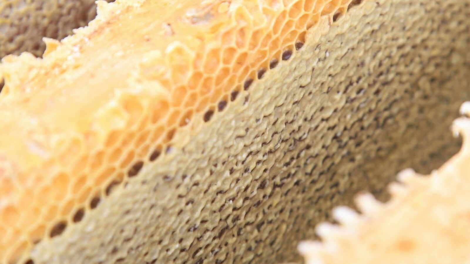 Андрей Старостин