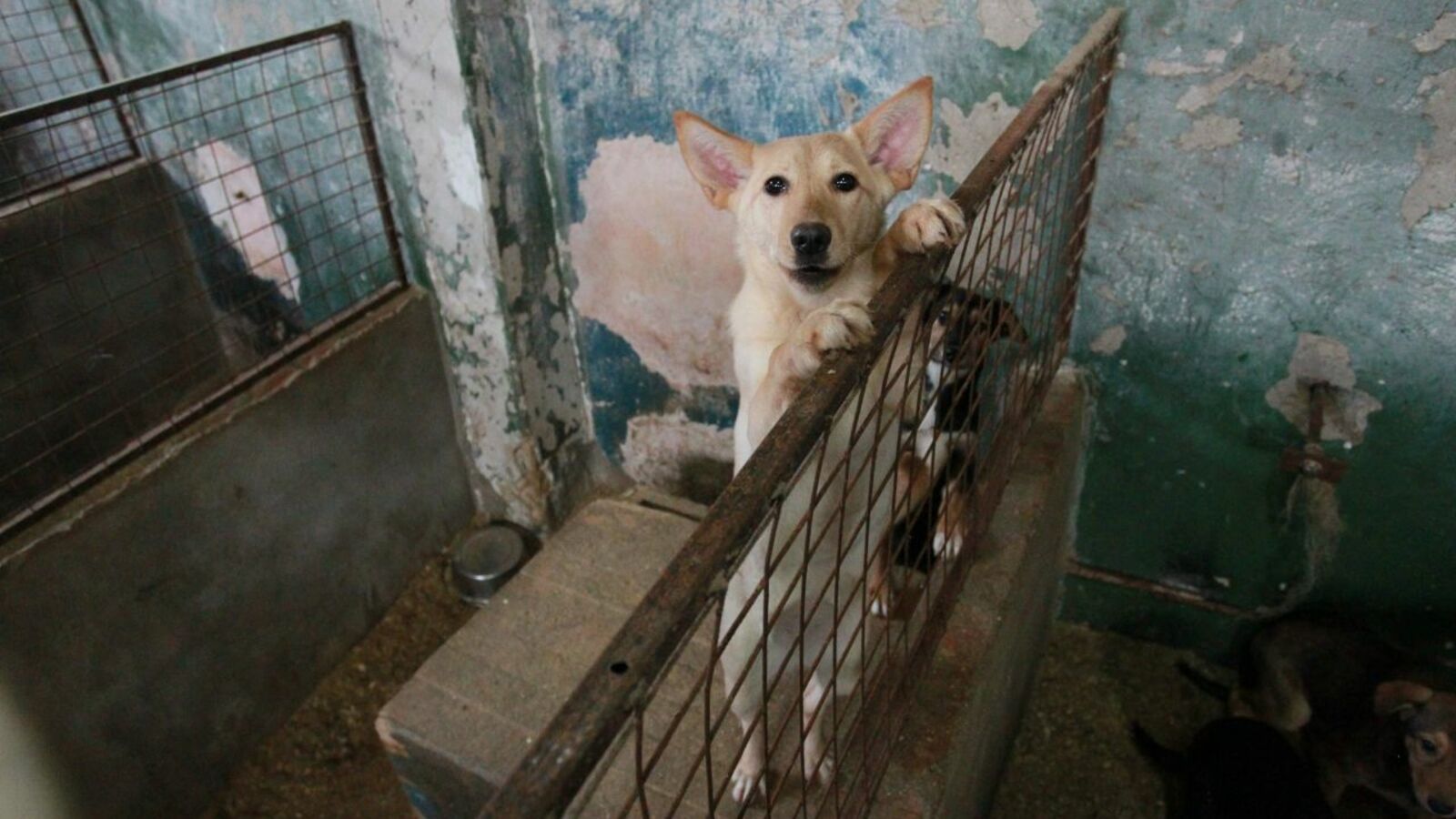 Олег Яровиков