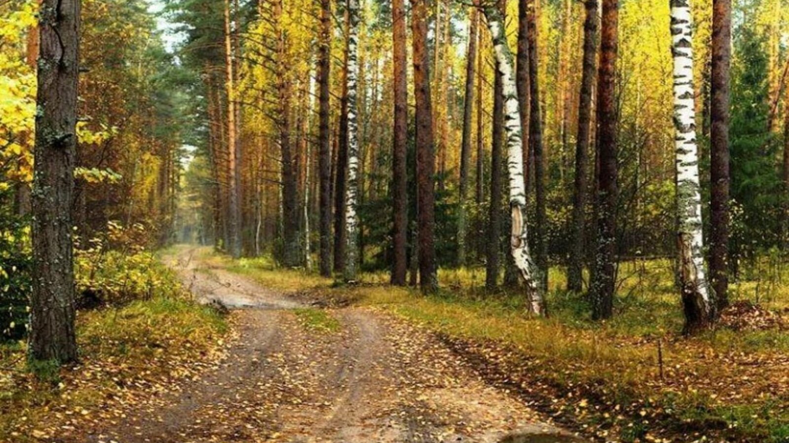 Минлесхоз РБ