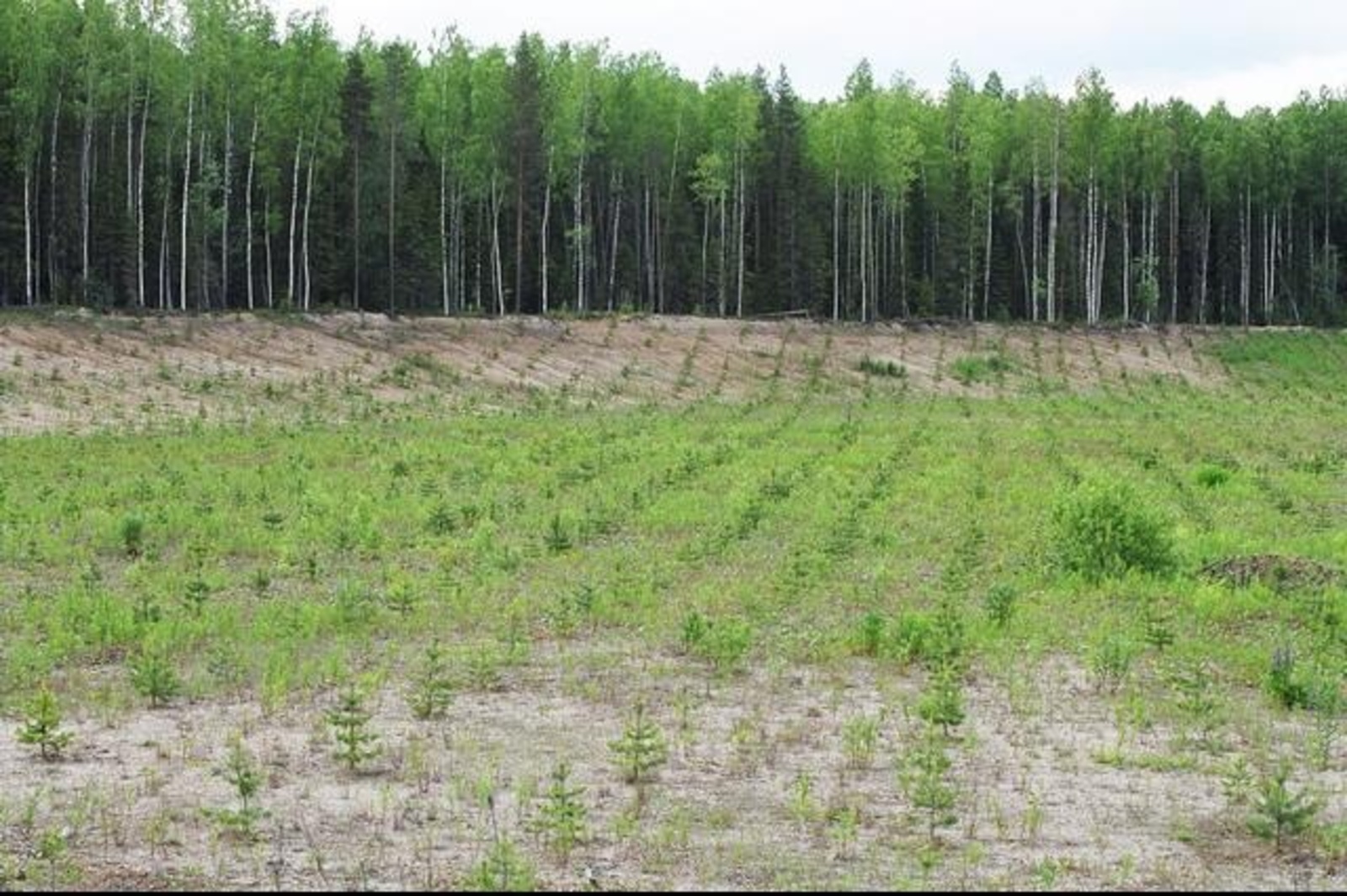 http://forestforum.ru/