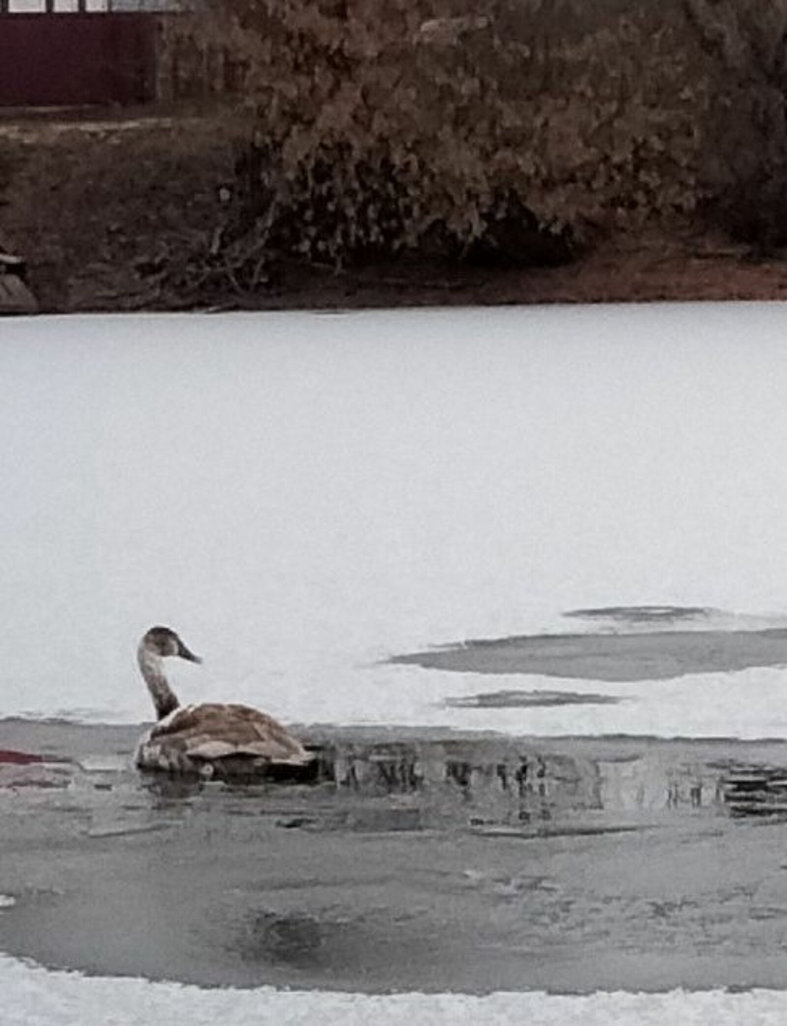 В Башкирии раненый лебедь застрял в замерзающем озере