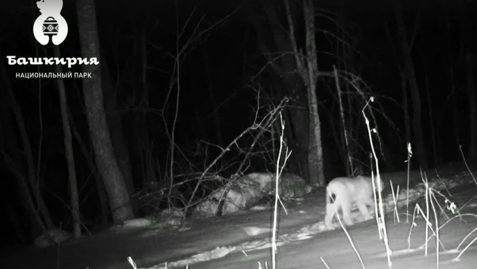 пресс-служба национального парка «Башкирия»  телеграм