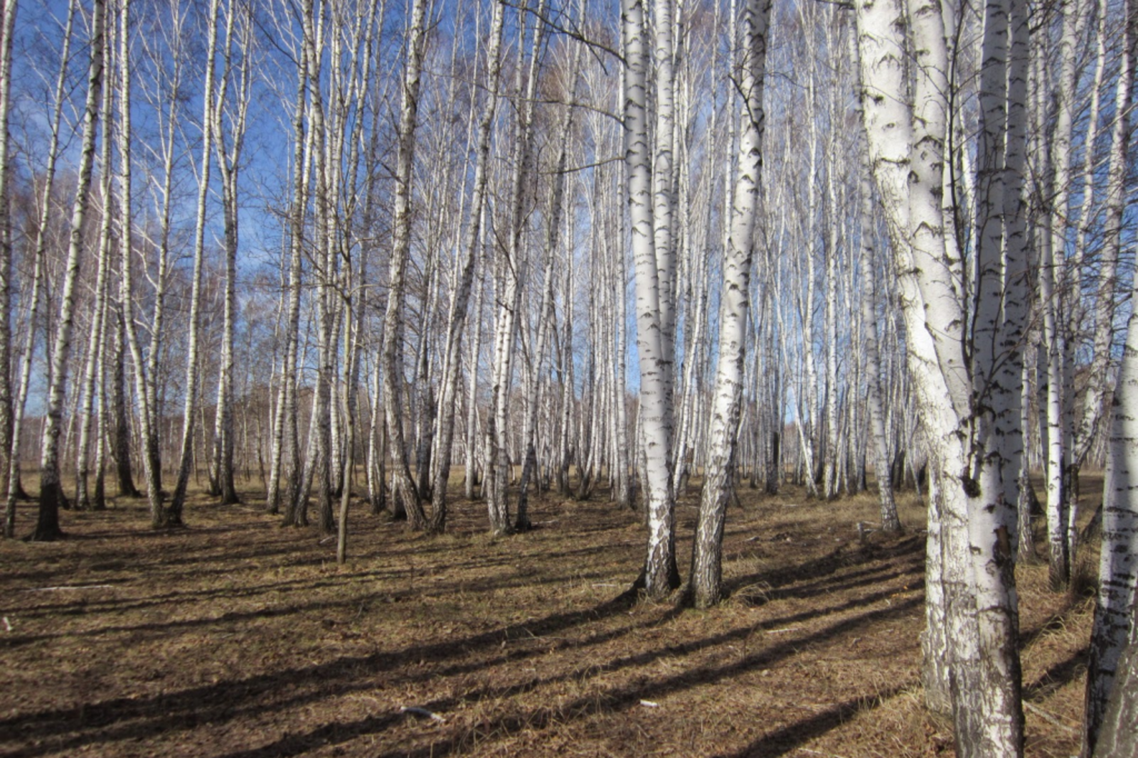 Минлесхоз РБ