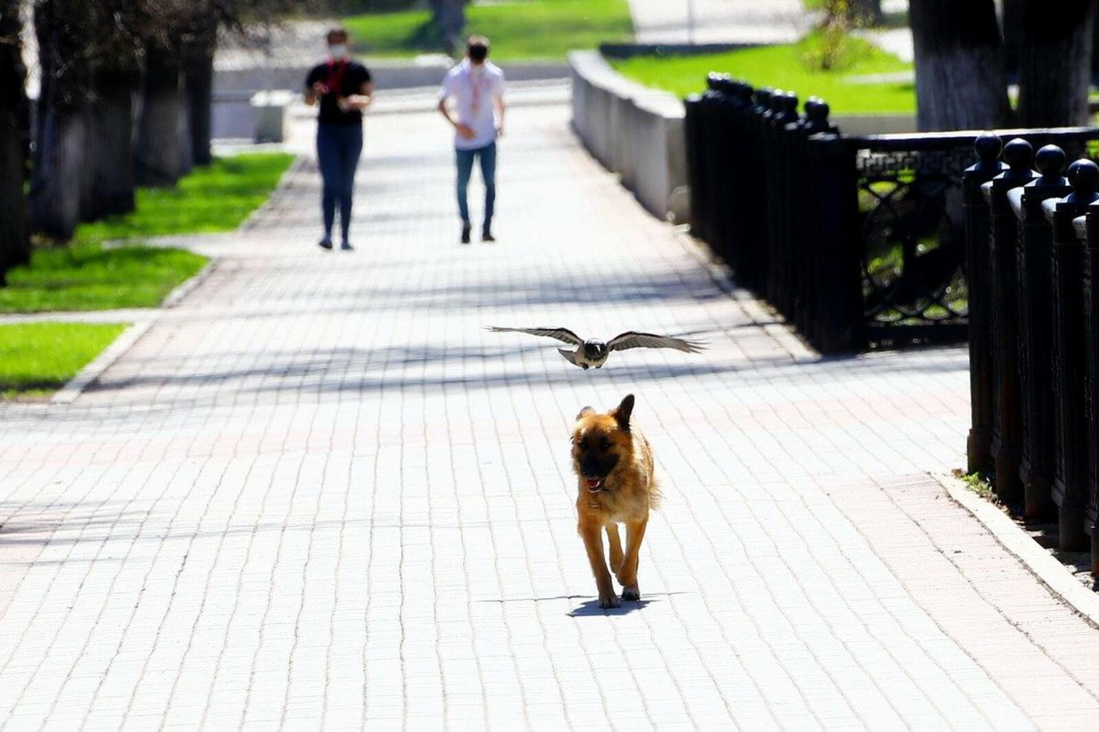 Валерий Шахов