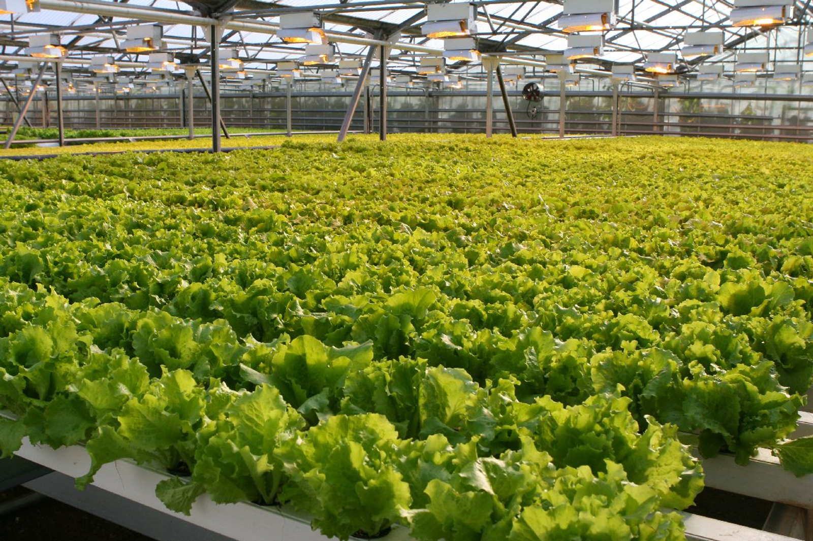 Андрей Старостин