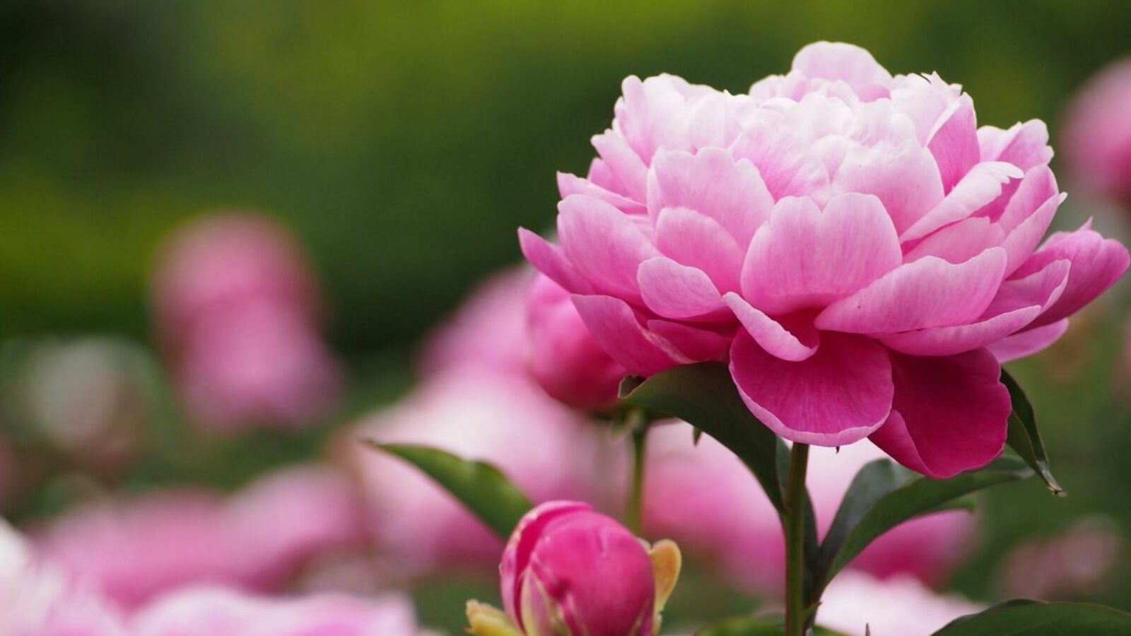 Администрация г.Уфы